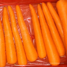 Nueva cosecha de buena calidad de zanahoria fresca